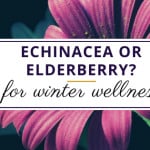 echinacea flower for winter wellness