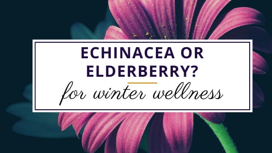 echinacea flower for winter wellness